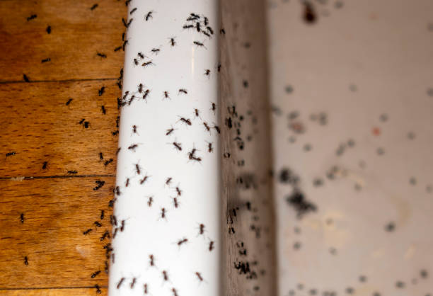 Wasp Removal Services in Clearfield, PA