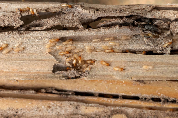 Best Flea Control Services  in Clearfield, PA